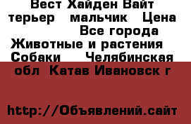 Вест Хайден Вайт терьер - мальчик › Цена ­ 35 000 - Все города Животные и растения » Собаки   . Челябинская обл.,Катав-Ивановск г.